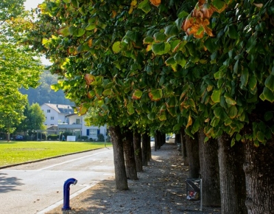 Allee bei der Allmendstrasse