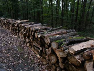 Holz
