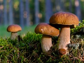 Pilze