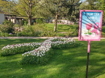 Tulpenrabatte in Schleifenform auf dem Friedhof Gelterkinden