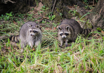 Waschbären-Foto