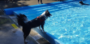 Hundeschwimmen Gelterkinden