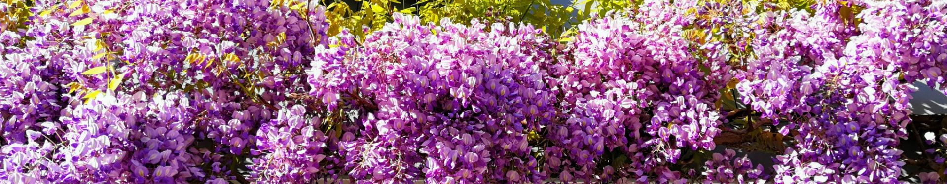 Wisteria