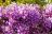 Wisteria