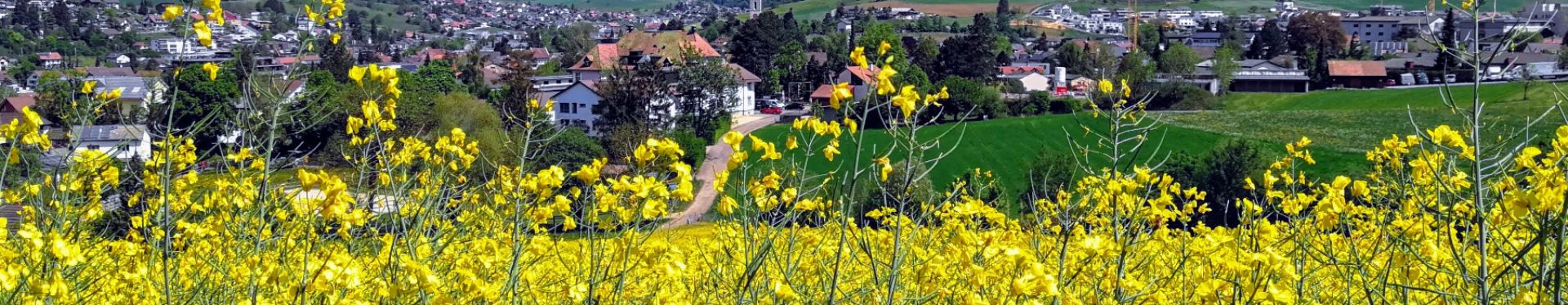 Blick durch das Rapsfeld vom Scheibenstand