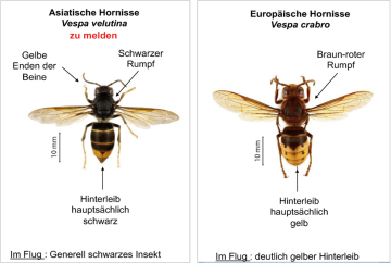 Asiatische Hornisse