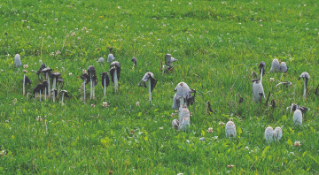Foto 1 Pilzbericht 2024 - Schopftintlinge